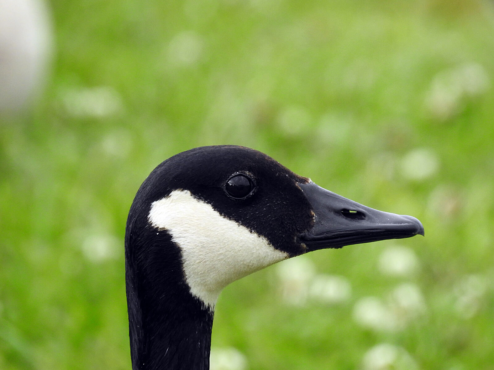 canadian-goose-curacao-zoo-parke-tropikal